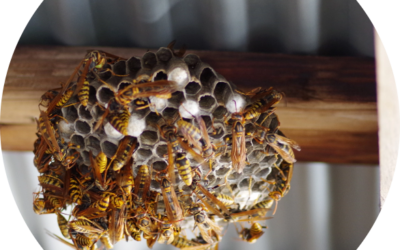 Exterminateur de nuisibles : insectes, dératisation, punaises de lit